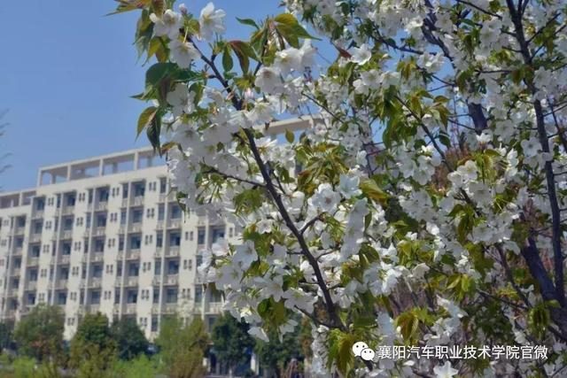 大美襄阳汽车职业技术学院--邀您共赏最美人间四月花