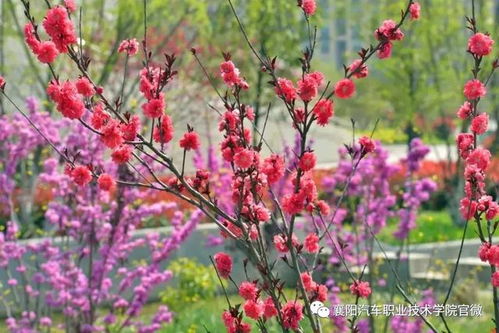 大美襄阳汽车职业技术学院 邀您共赏最美人间四月花